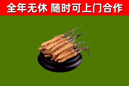 鲁山县烟酒回收冬虫夏草.jpg