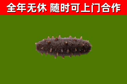 鲁山县回收海参干